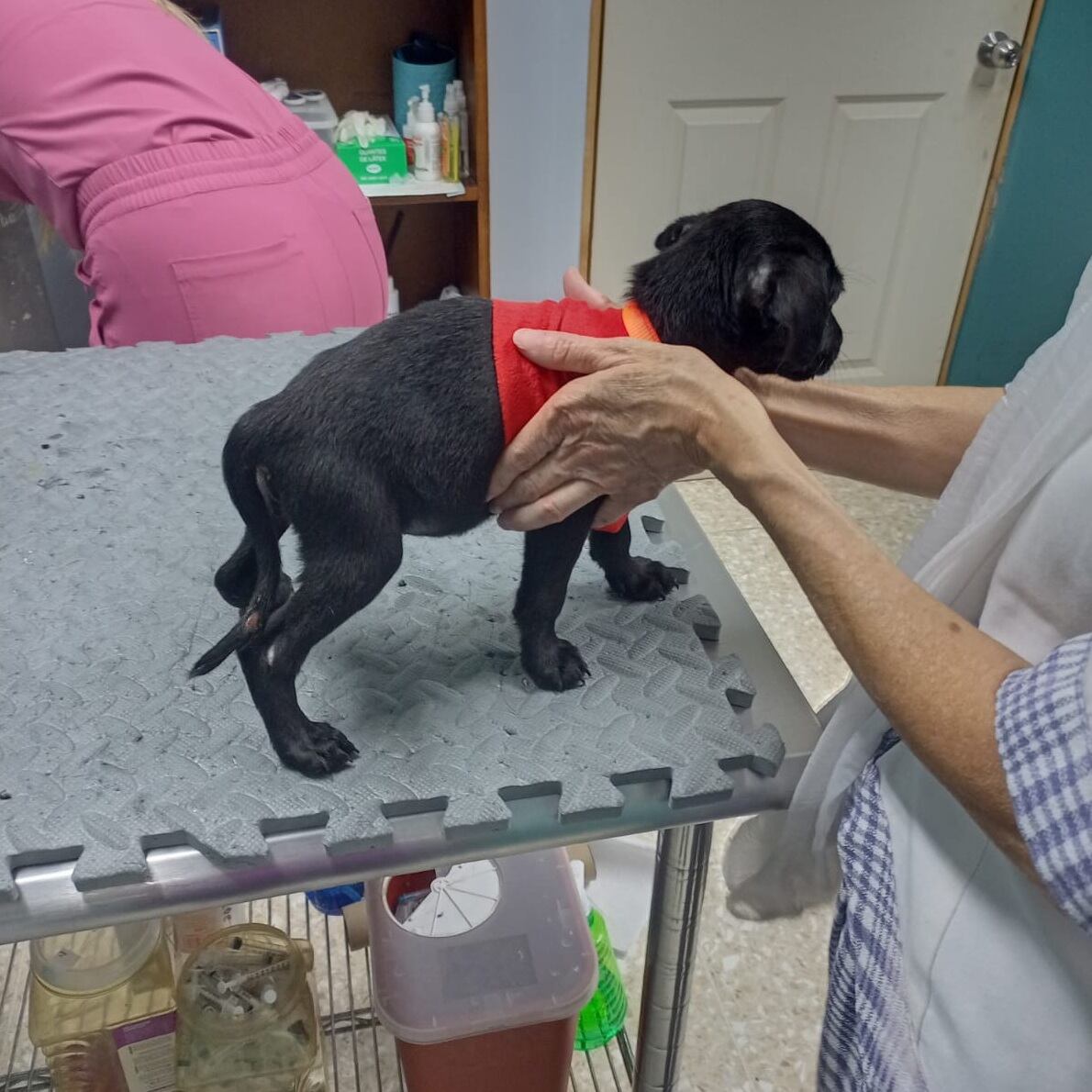 En Llorente de Tibás vive una perrita que parece salida de una historia de milagros. Se llama Venus, es zaguate pura sangre, tiene tres años y es la razón por la que en la casa de doña Francini Villalobos, de 31 años, siempre hay risas