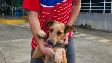 Perro corrió casi una hora con estudiantes al lado de la Antorcha de la Independencia