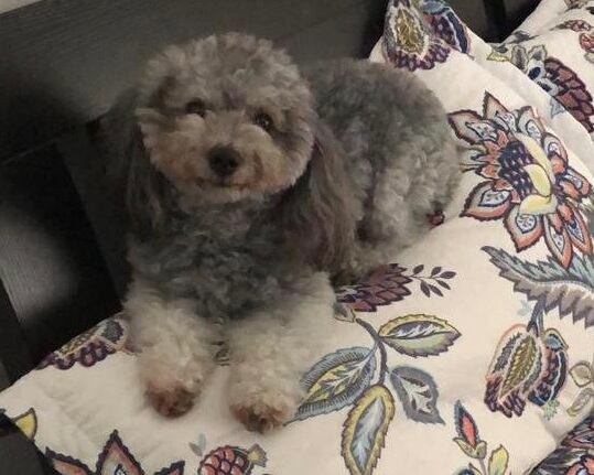 Maya, perrita que se perdió desde el 8 de diciembre en Curridabat. Foto cortesía Viviana Masis.