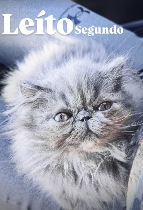 Leito, el nuevo gato del actor Eloy Mora.