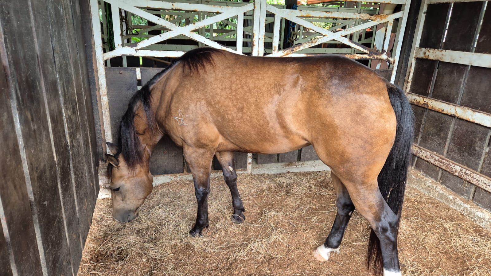 Reconocida barrilera del caso Pana contaba con estos caballos los cuales tendrán un nuevo destino. Foto: Para La Teja
