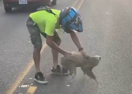 Perezoso hiere a motociclista. Foto: Redes sociales