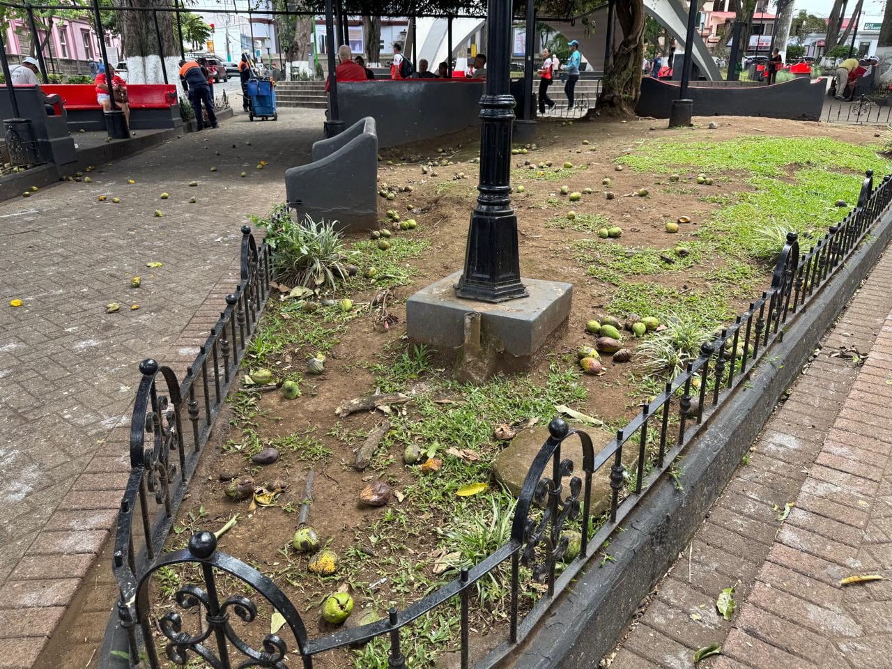 Caída de mangos en parque de Alajuela