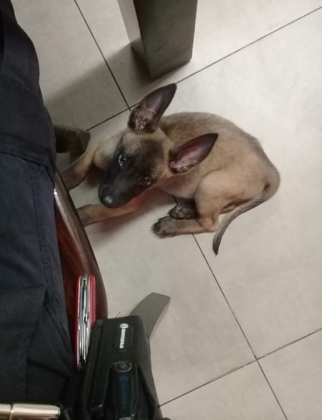 Booster, el bombero de cuatro patas que se ganó a puro cariño a los rescatistas de estación de bomberos de Limón