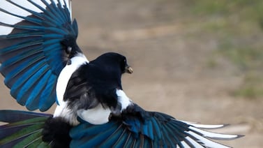 Joven chilena sufrió graves fracturas en la cara tras ser atacada por un ave
