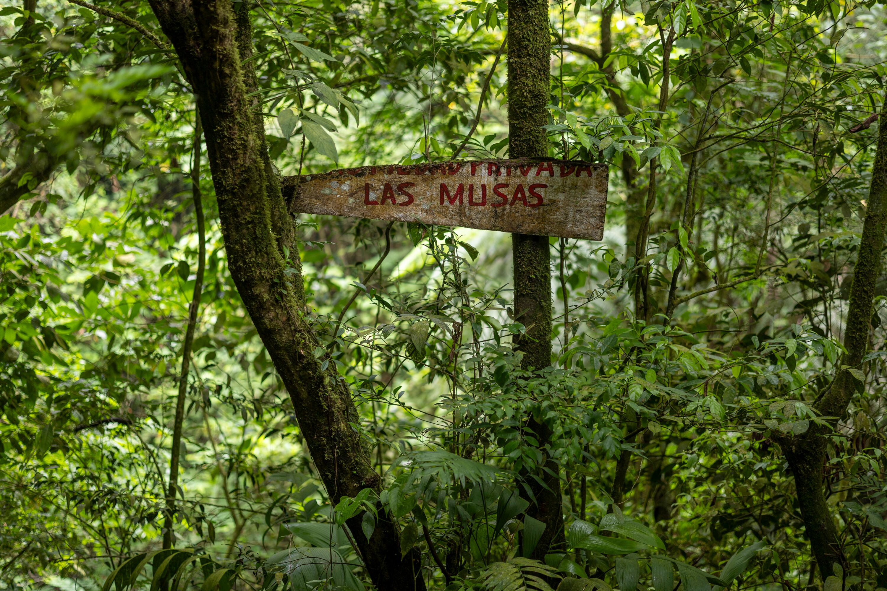 18/06/2024, Alajuela, San Ramón, recorrido por el Parque de Aventura Ecomusas, para experimentar todos sus atractivos.