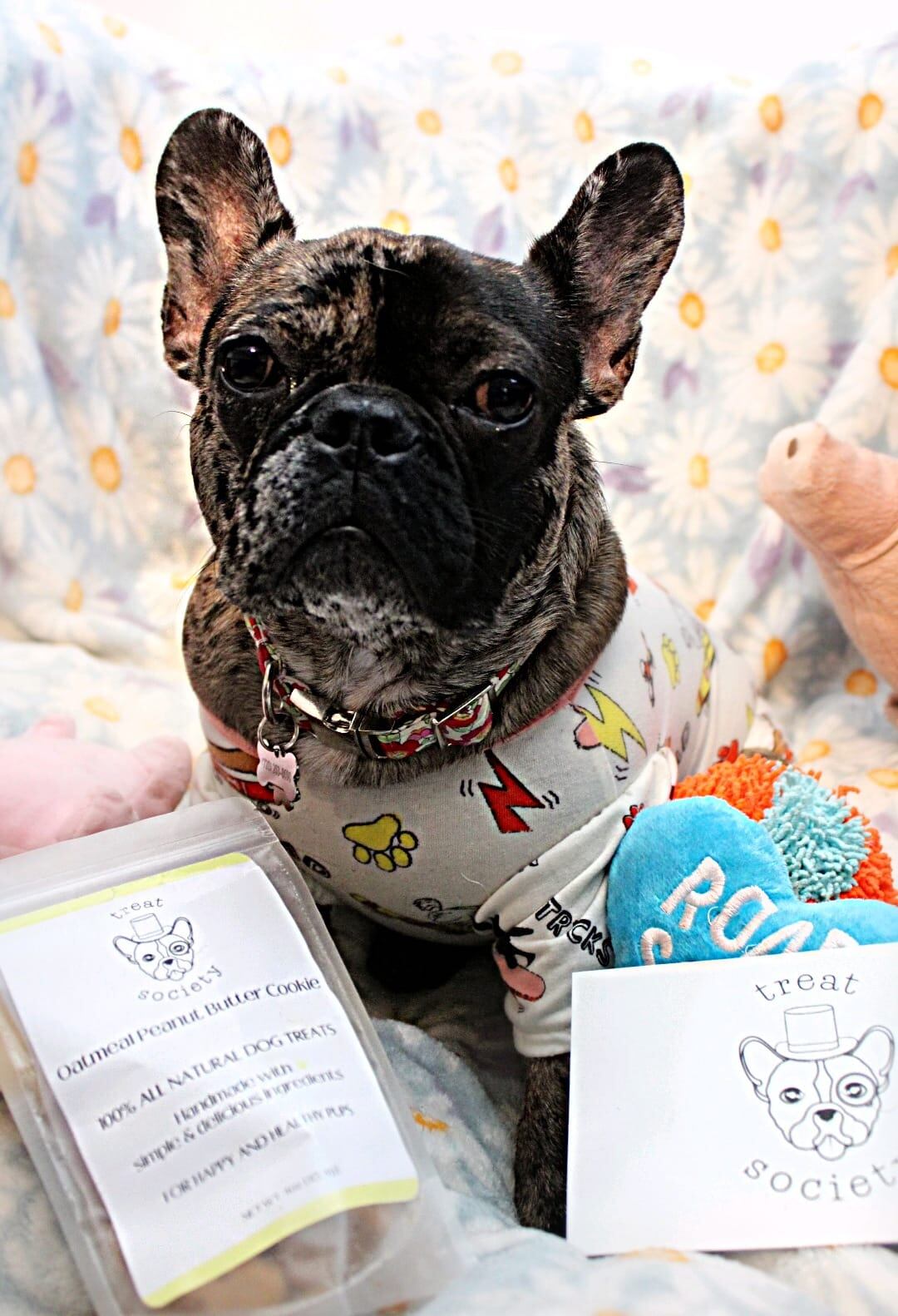 Daisy es una perrita bulldog francés que tiene 9 meses, nació en Cartago, se crio en Atenas y desde hace 5 meses se fue para Estados Unidos para sacar el título de soporte emocional para humanos.