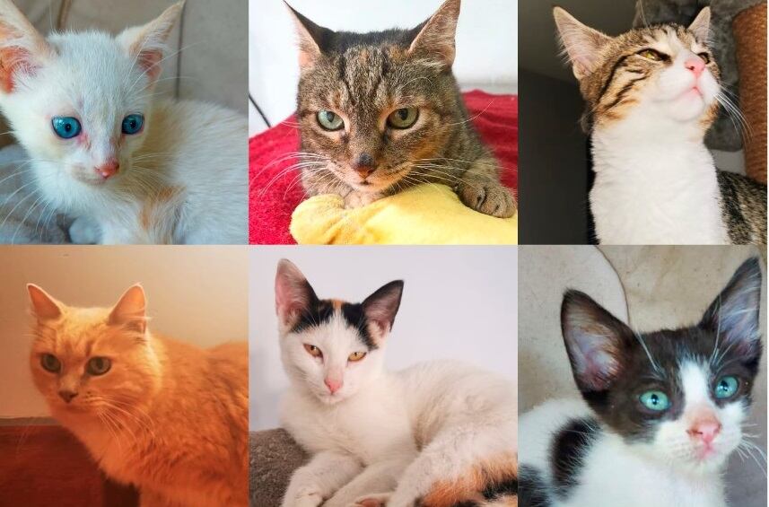 Gatos en adopción. Foto tomada del Facebook de Tienda Monge.