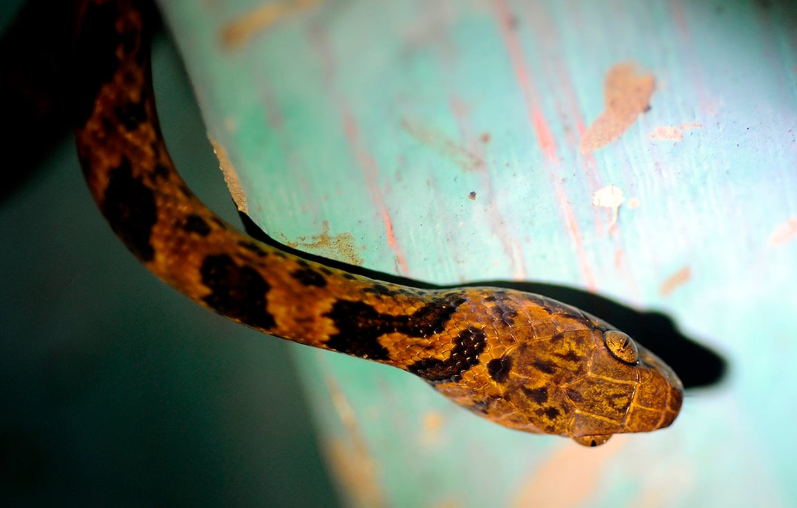 ICP App: Nueva herramienta identifica serpientes venenosas Costa Rica