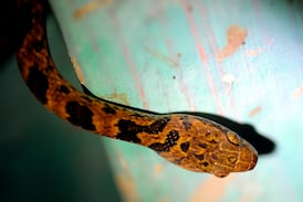 Lanzan app que identifica las 25 serpientes venenosas de Costa Rica en segundos