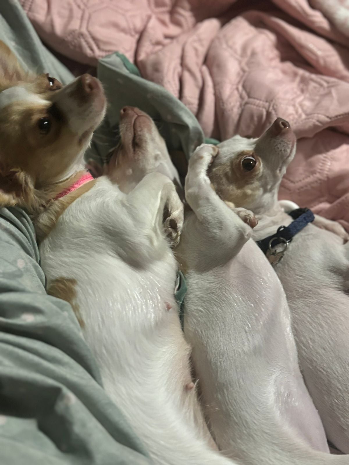 En El Porvenir de Desamparados, en San José, hay una casa donde tres pequeños chihuahuas mandan más que los humanos. Lo curioso es que la dueña del hogar, doña Milagro Monge León, durante buena parte de su vida no soportaba ni tener un perro cerca