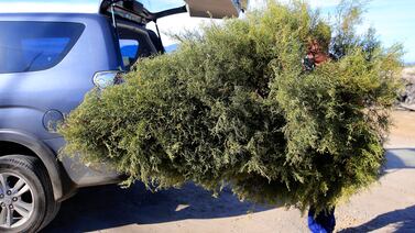 Municipalidad de San José hace importante aviso sobre desecho de árboles de Navidad