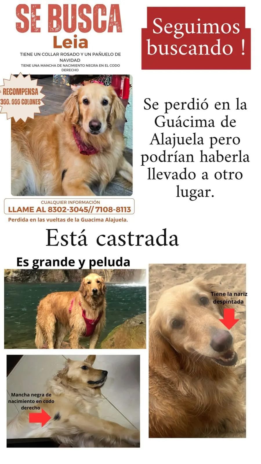La perrita Leia tiene angustiada a su familia desde el 25 de diciembre