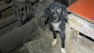 ¡Qué dolor! Mujer tenía a 30 mascotas viviendo en pésimas condiciones dentro de su casa