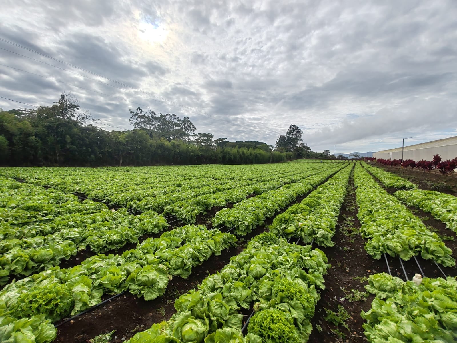 VEGETALES FRESQUITA MCDONALD'S