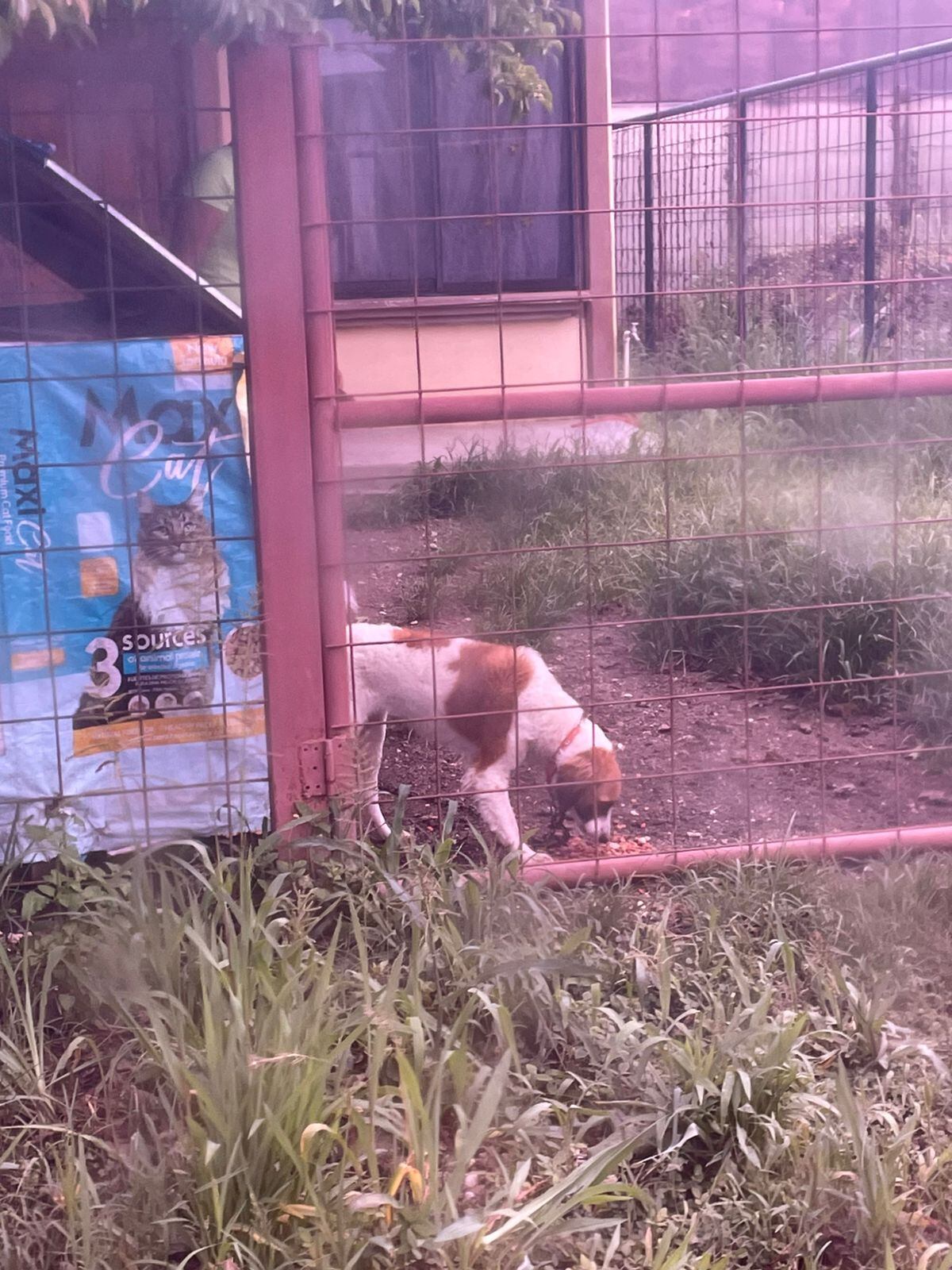 Nos topamos con doña María Calvo Valverde junto con varios voluntarios, quienes viven en el distrito de Filadelfia, en el cantón de Carillo en Guanacaste y ella nos contó que a pesar de que en su negocio sufrió inundaciones, eso no la detuvo para irse a buscar perritos y gaticos a los cuales alimentar