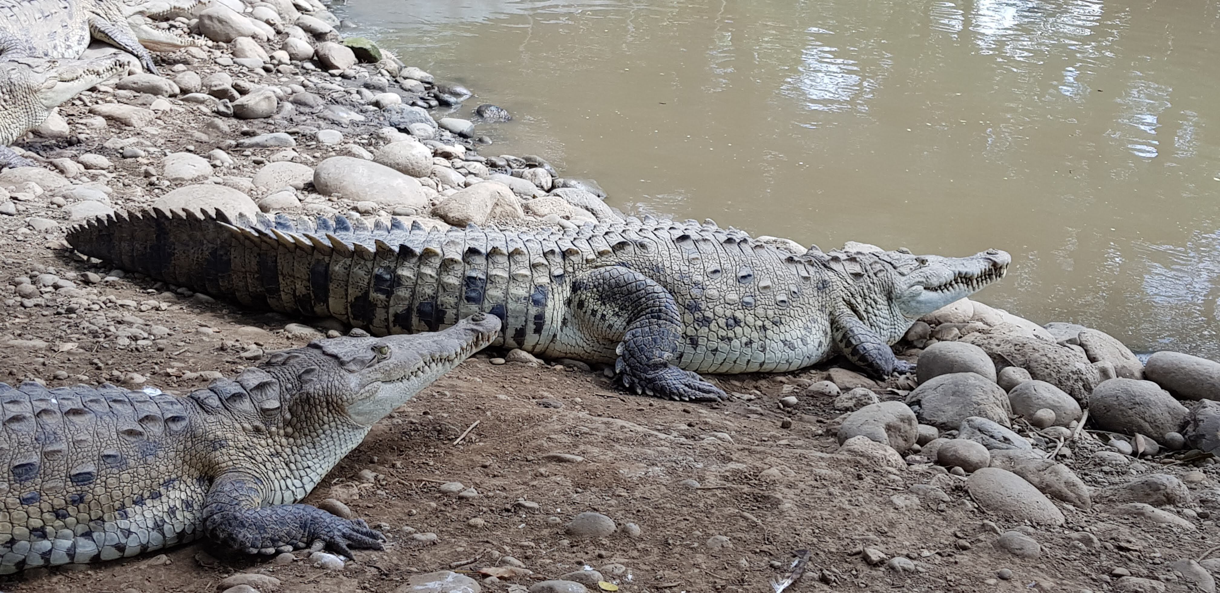 La estación lluviosa trae consigo cambios en el comportamiento de machos y hembras, que los tornan más agresivos por asuntos de apareamiento y cuidado de nidos. Foto: Cortesía Iván Sandoval.