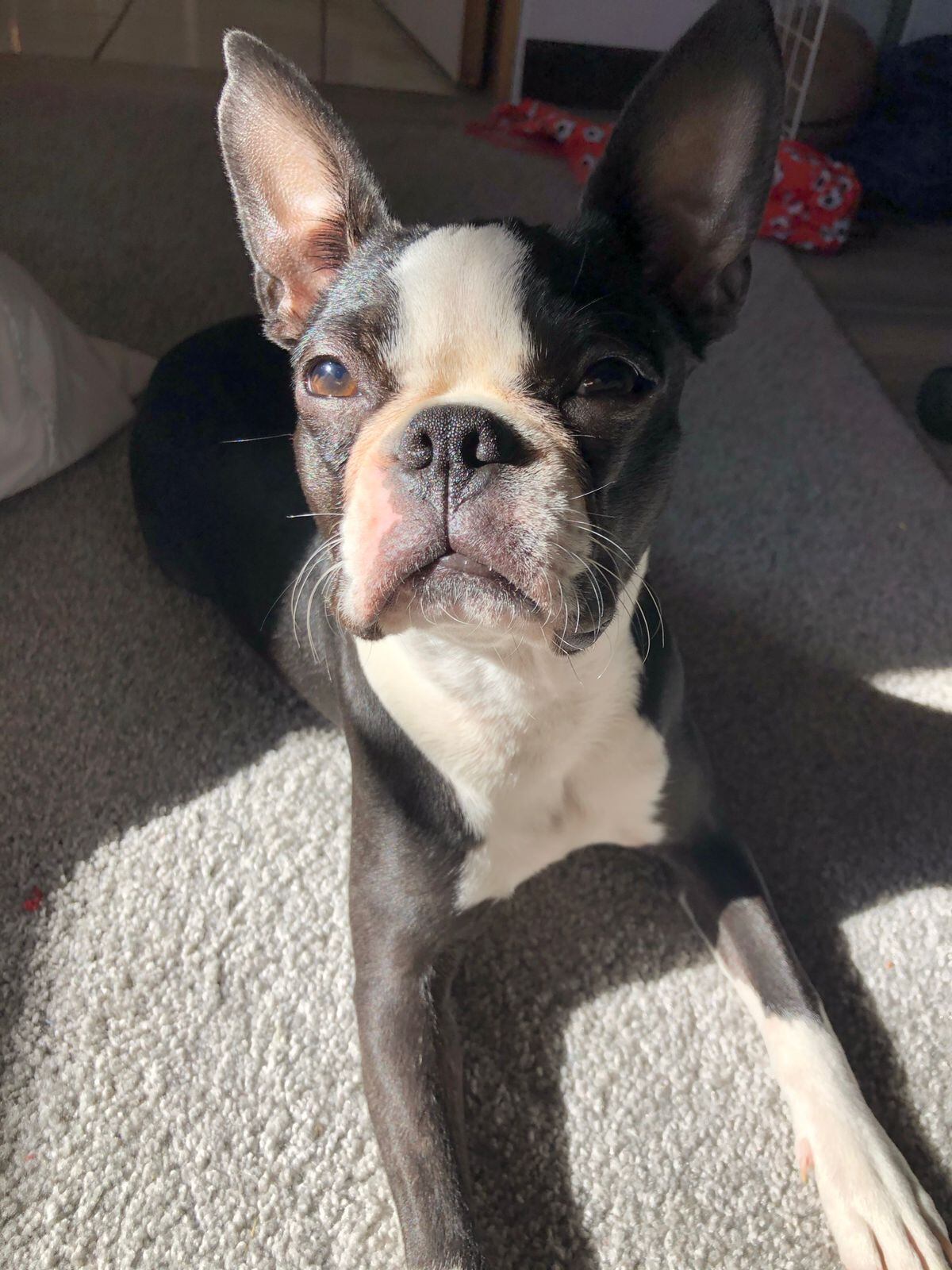 Akhyra se perdió en los alrededores de San Blas de Moravia, San José y su familia está desesperada por encontrarla. Foto: James Núñez