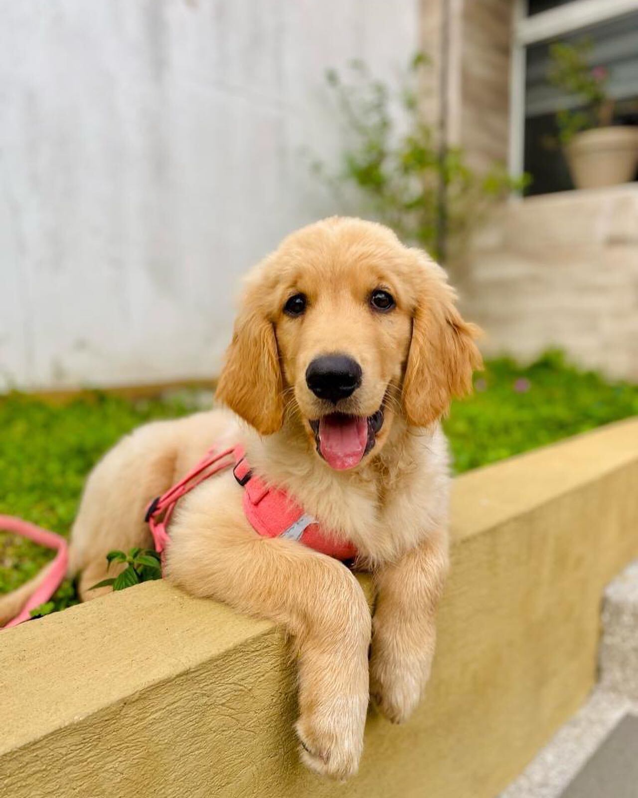 En diciembre del 2023, la vida de doña Karen Alvarado dio un giro inesperado. Sus hijos, ya adultos, notaron que hacía falta una nueva compañía en casa y decidieron darle la sorpresa más tierna de su vida: una perrita golden retriever llamada Chloe