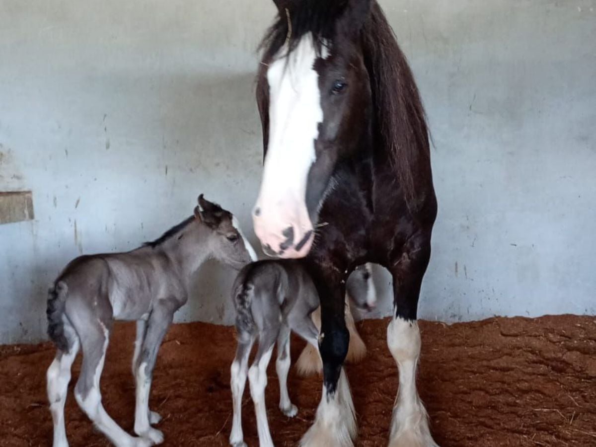 Por el momento, las gemelas se encuentran bajo supervisión 24/7. Foto: Cortesía Gustavo Chaves.