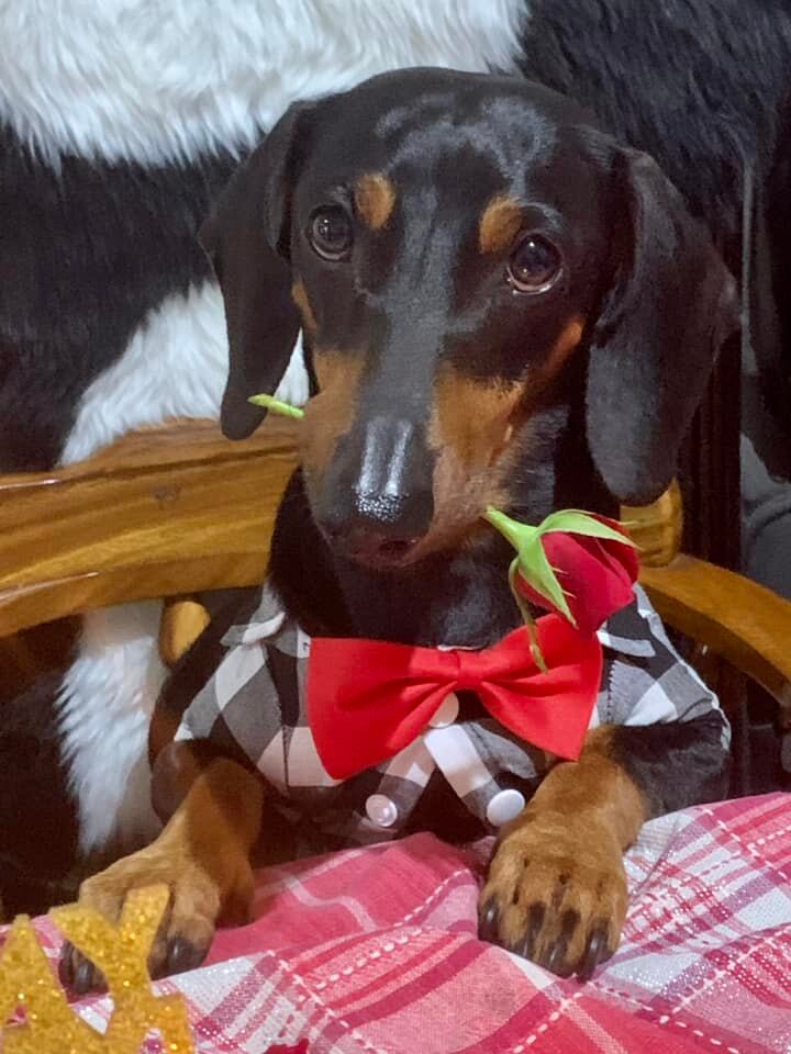 Cada 14 de enero se celebra el Día Mundial de Vestir a tu Mascota.