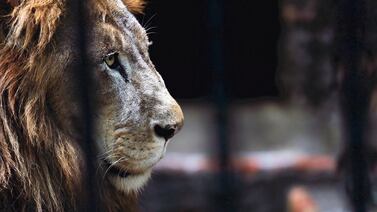 Kivú, el último rey del Simón Bolívar, tuvo un triste desenlace