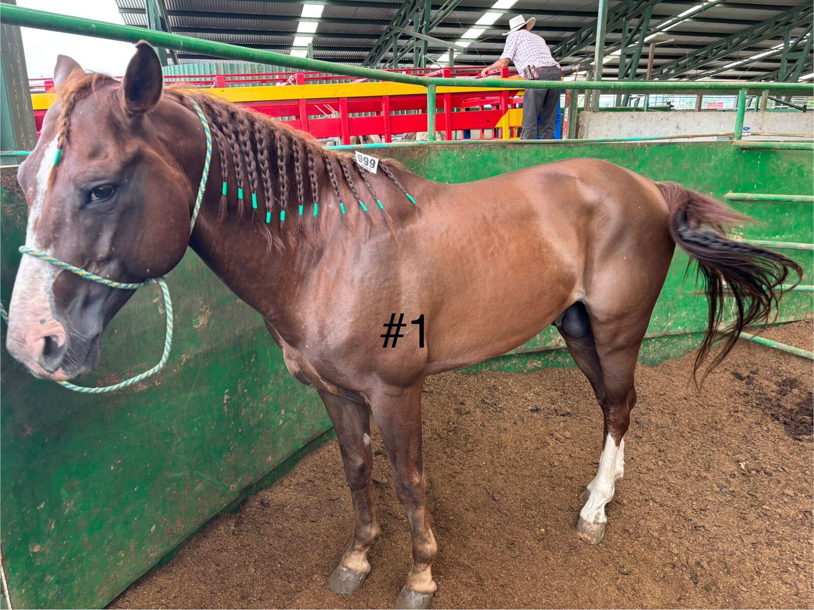 Los ocho caballos decomisados en la casa de una conocida barrilera de Pérez Zeledón, esposa de un supuesto líder narco, dejaron una millonada para Estado costarricense. Foto: ICD para La Teja