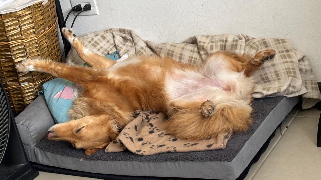 David Rodríguez García, vecino de Purral de Goicoechea, tiene 20 años y asegura que su vida cambió para siempre gracias a una zaguatica, Bendi, que llegó justo cuando más la necesitaba.