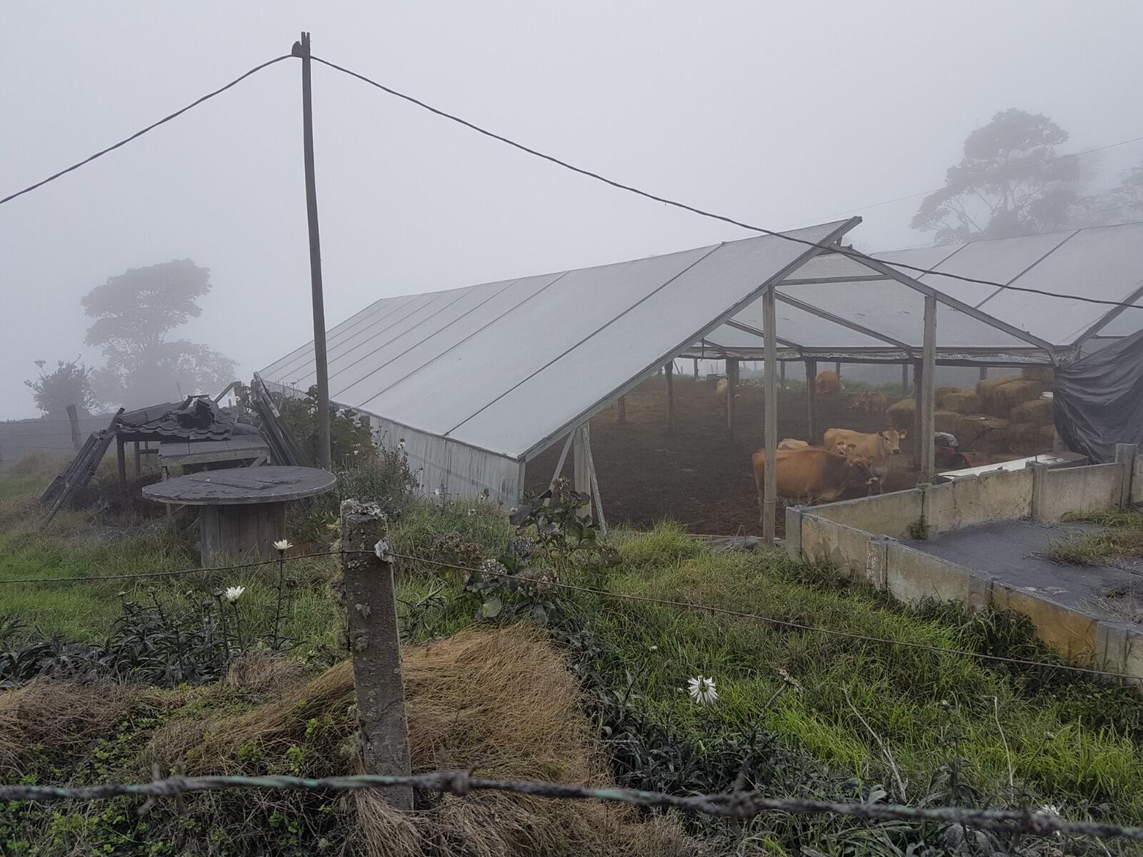 Proteja a sus animales de la ceniza del volcán con estas recomendaciones de Senasa