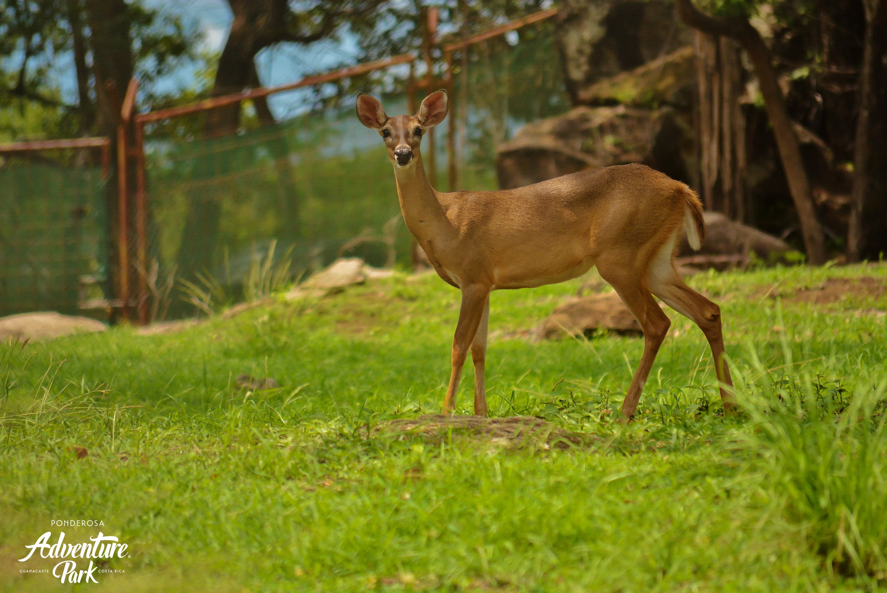 La cigüeña tiene brete de sobra en Adventure Park. En la foto un venado cola blanca.