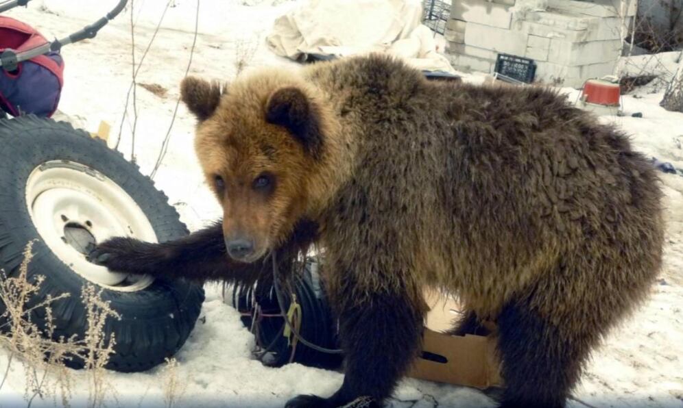 Sergey Grigoriyev. Foto: Twitter