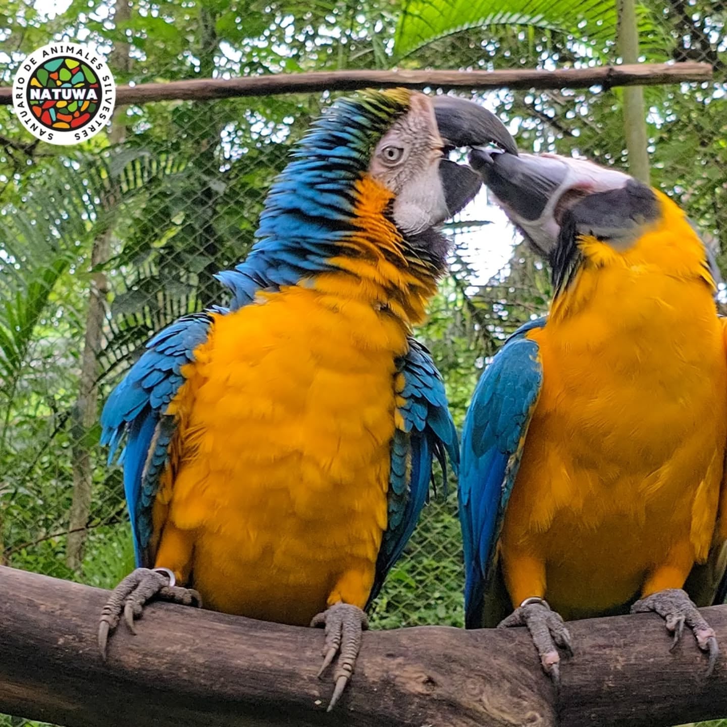 La danta Mandy sobrevivió a que se la quisieran comer y hoy es símbolo de esperanza en el Santuario de Vida Silvestre Natuwa que es propiedad del astrólogo y mentalista Minor Khayyan