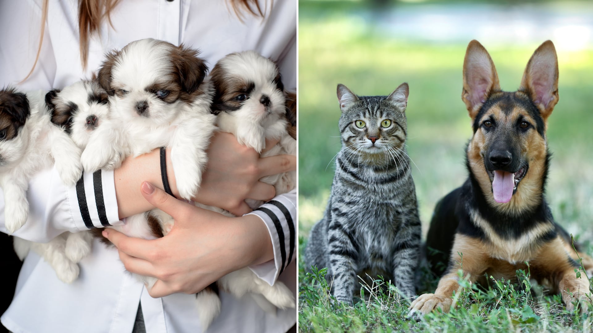 Senasa y el sector veterinario aplican nuevas exigencias para criadores y vendedores de perros y gatos en todo el país.