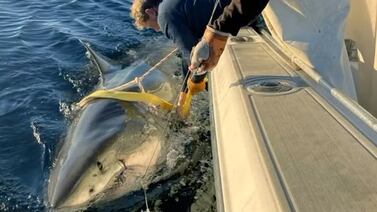 El tiburón blanco más grande del Atlántico se acerca a zonas turísticas de Estados Unidos