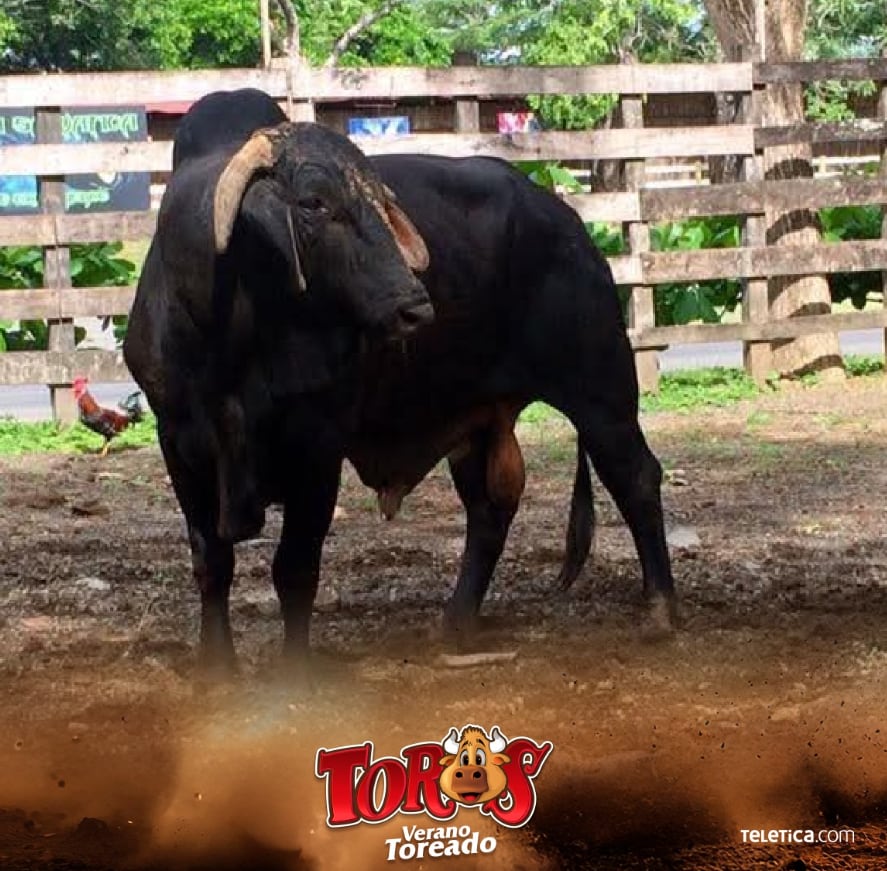 Heberth Durán Cambronero, productor de Toros Teletica, de canal 7.