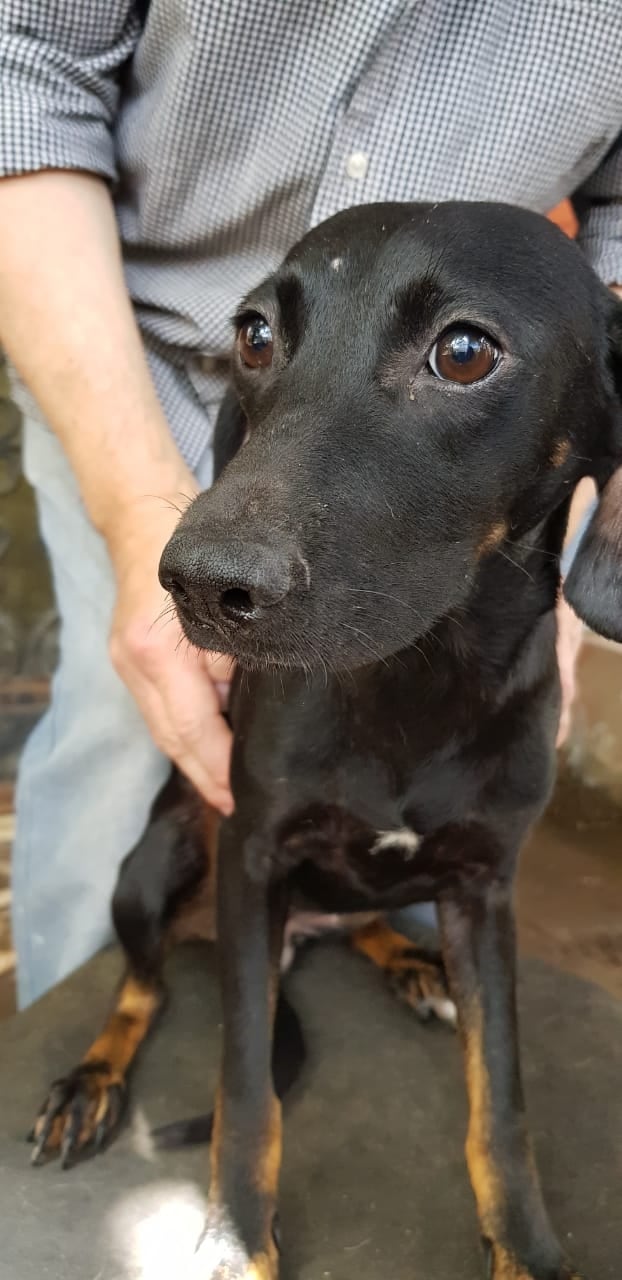 Perros negros adopción