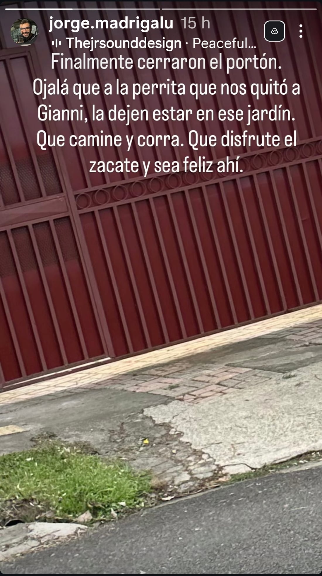 Perro Gianni, de la vestuarista Sandra Carvajal de Teletica.