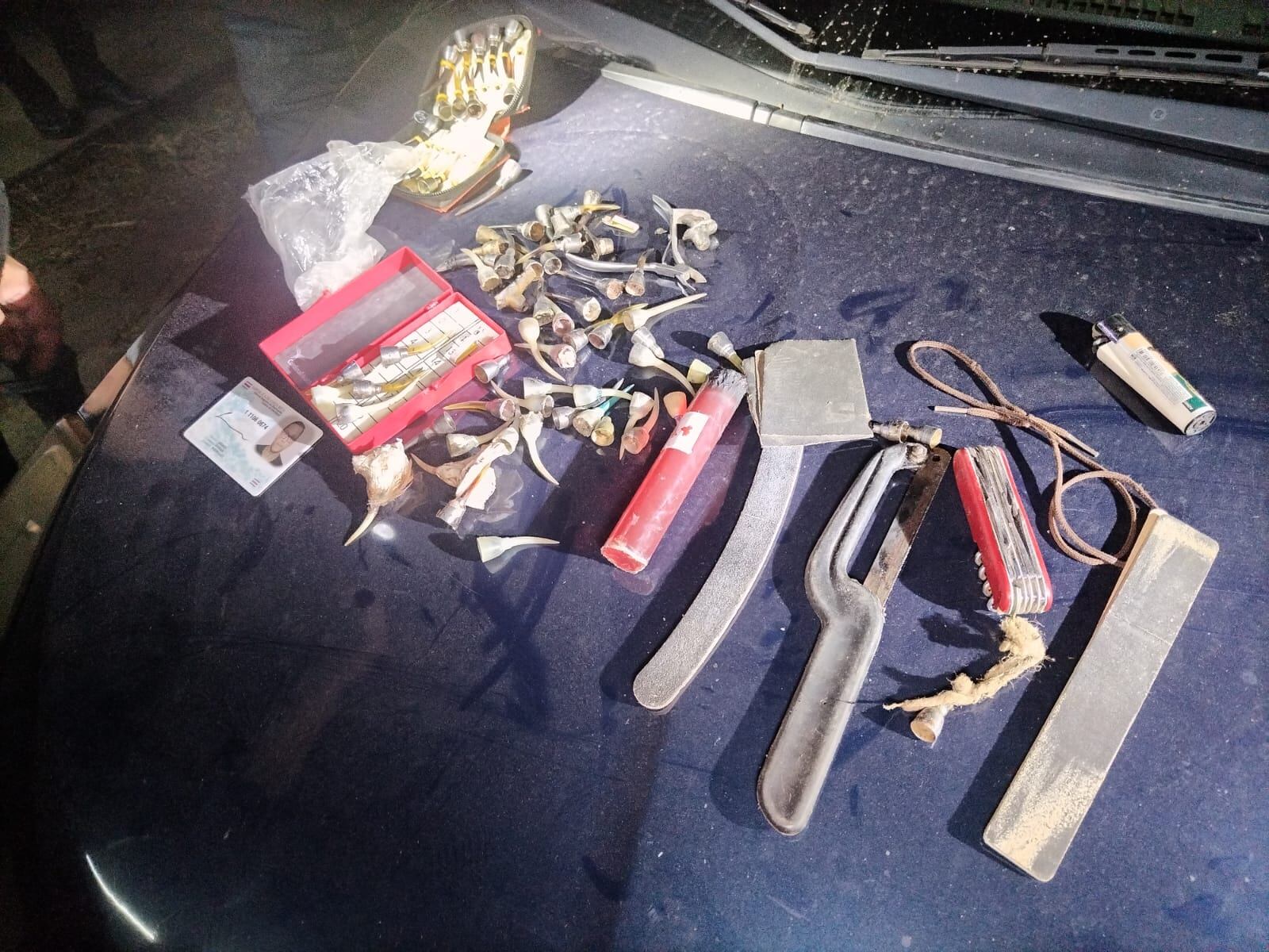 Cuchillas y espuelas de carey se encuentran entre los artículos decomisados. Estas espuelas se le colocan a los gallos para causar más daño en sus peleas.