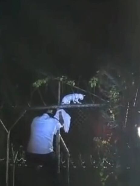 Atrapan a gato con cargamento de droga en cárcel de Pococí