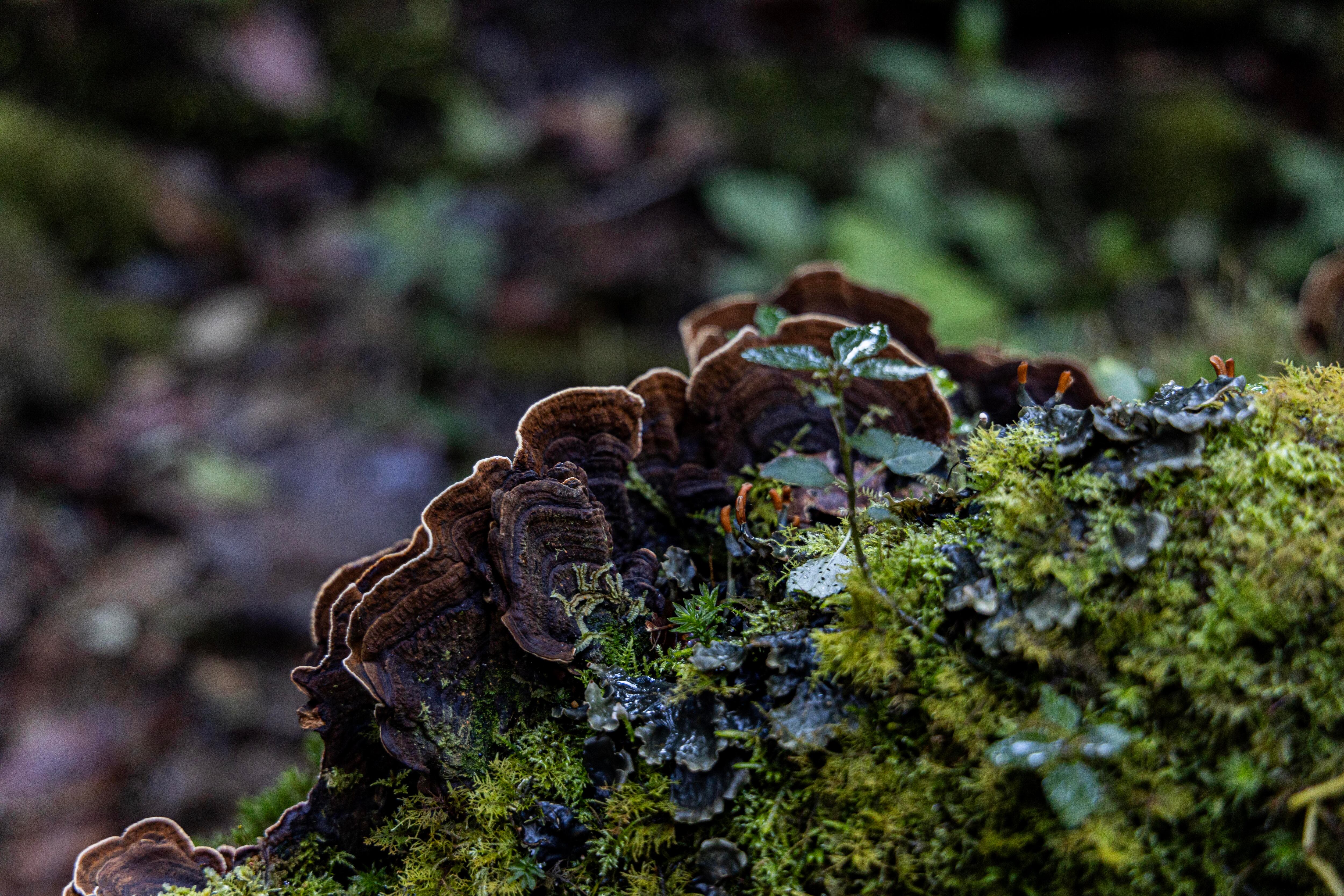 Parque Nacional Chirripo