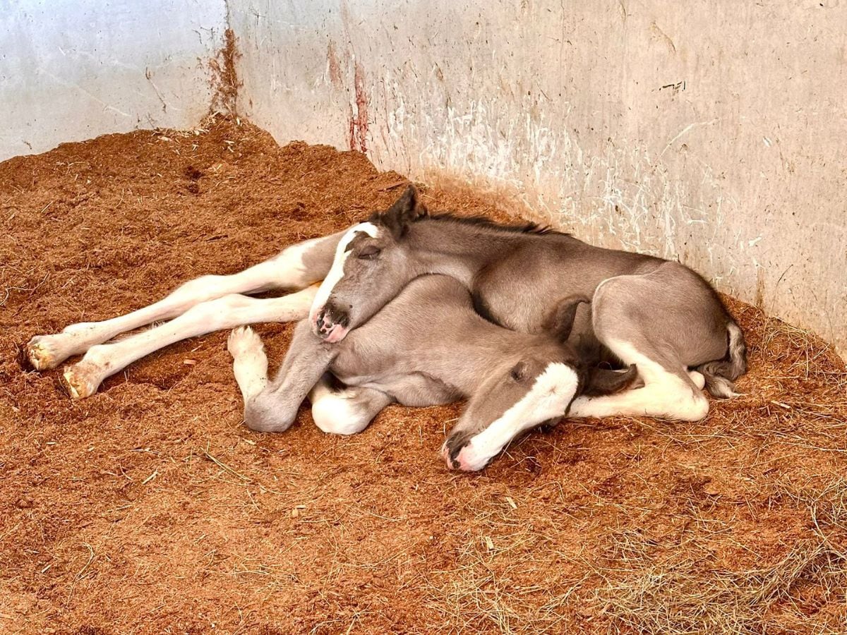 Atenea y Galatea son como uña y mugre, y son el claro ejemplo de un milagro. Foto: Cortesía Gustavo Chaves.