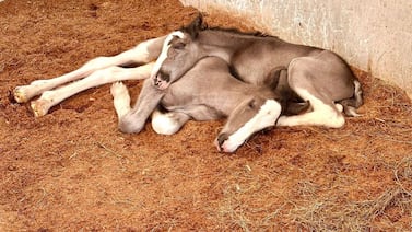 En Costa Rica ocurrió un milagro con dos yeguas gemelas que probablemente le dé la vuelta al mundo