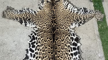 Hasta un jaguar: el inesperado hallazgo en los allanamientos del caso Gringo