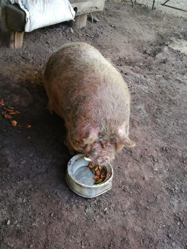 Uno de los chanchos más felices de Piedras Negras, en el cantón de Mora, Fidel, falleció la semana pasada en medio de sus amiguitos, de mucho amor y con un funeral que incluso incluyó un digno entierro