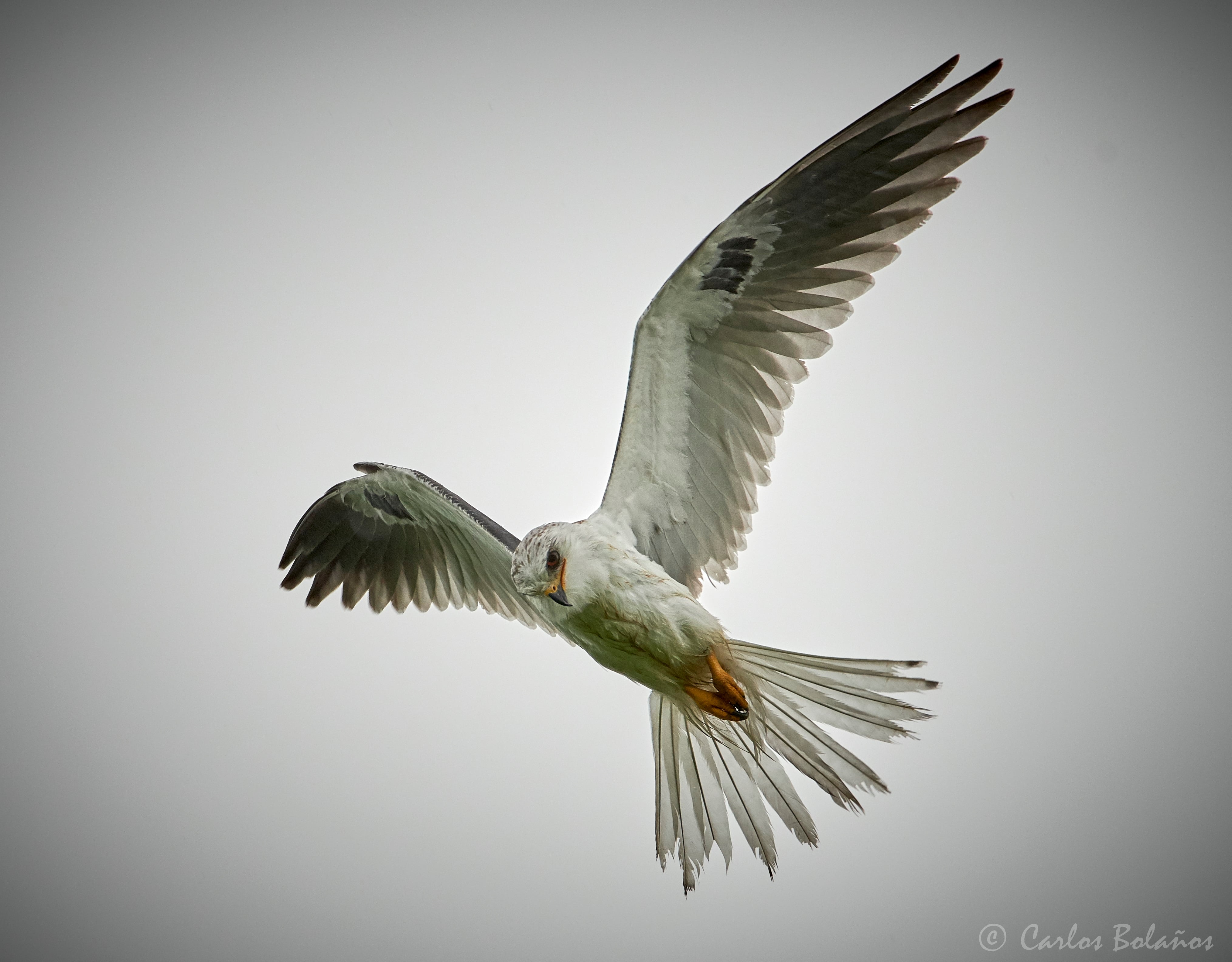 Elanio, siempre habia querido fotografiarlo y nos encontrabamos en Corso Lecheria Cinchona fotografiando una Colibri, para sorpresa este Gavilan se encontraba casando ratones en un potrero cerca donde estábamos, esta especie tiene la particularidada que logra suspenderce en una sola posición sin moverse volando en espera de poder casar y fue cuando logre fotografiarlo.