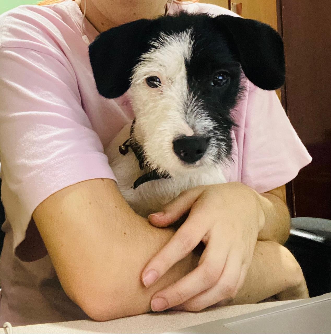 Bomberos rescatan a perro que fue lanzado dentro de un saco a río Ocloro. Foto Bomberos.