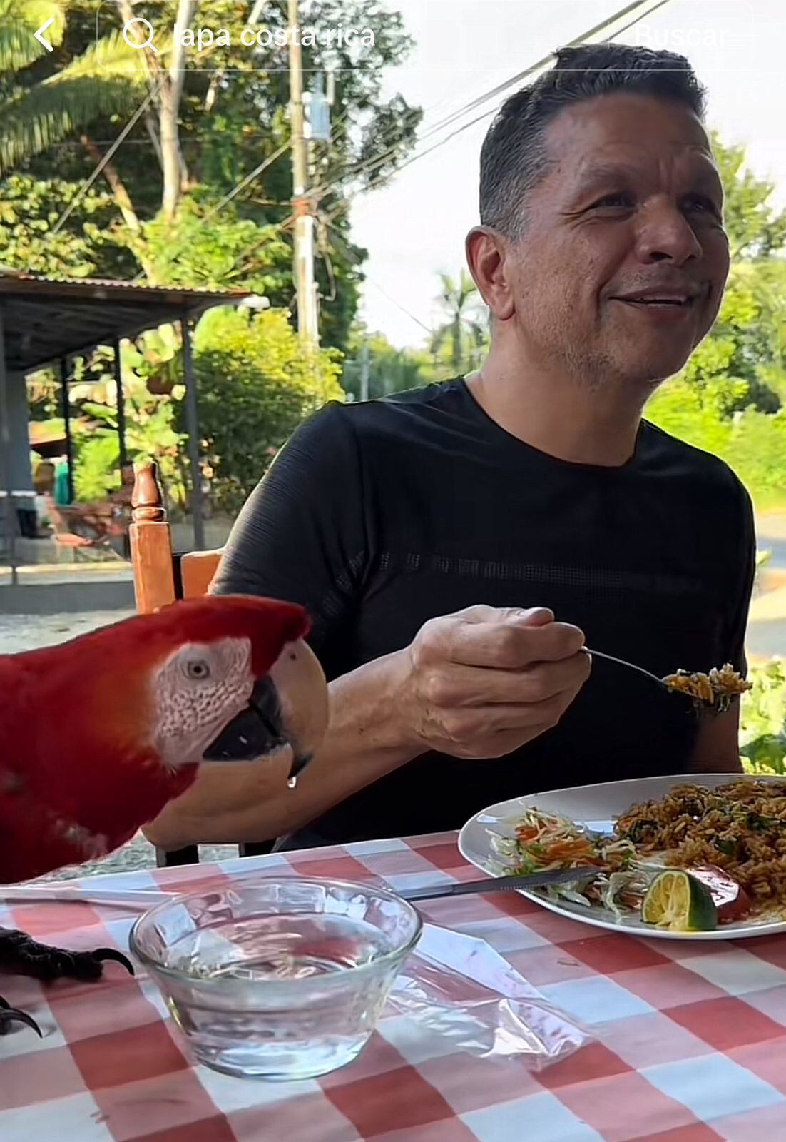 Lapa roja en Costa Rica
lapa roja comiendo casado