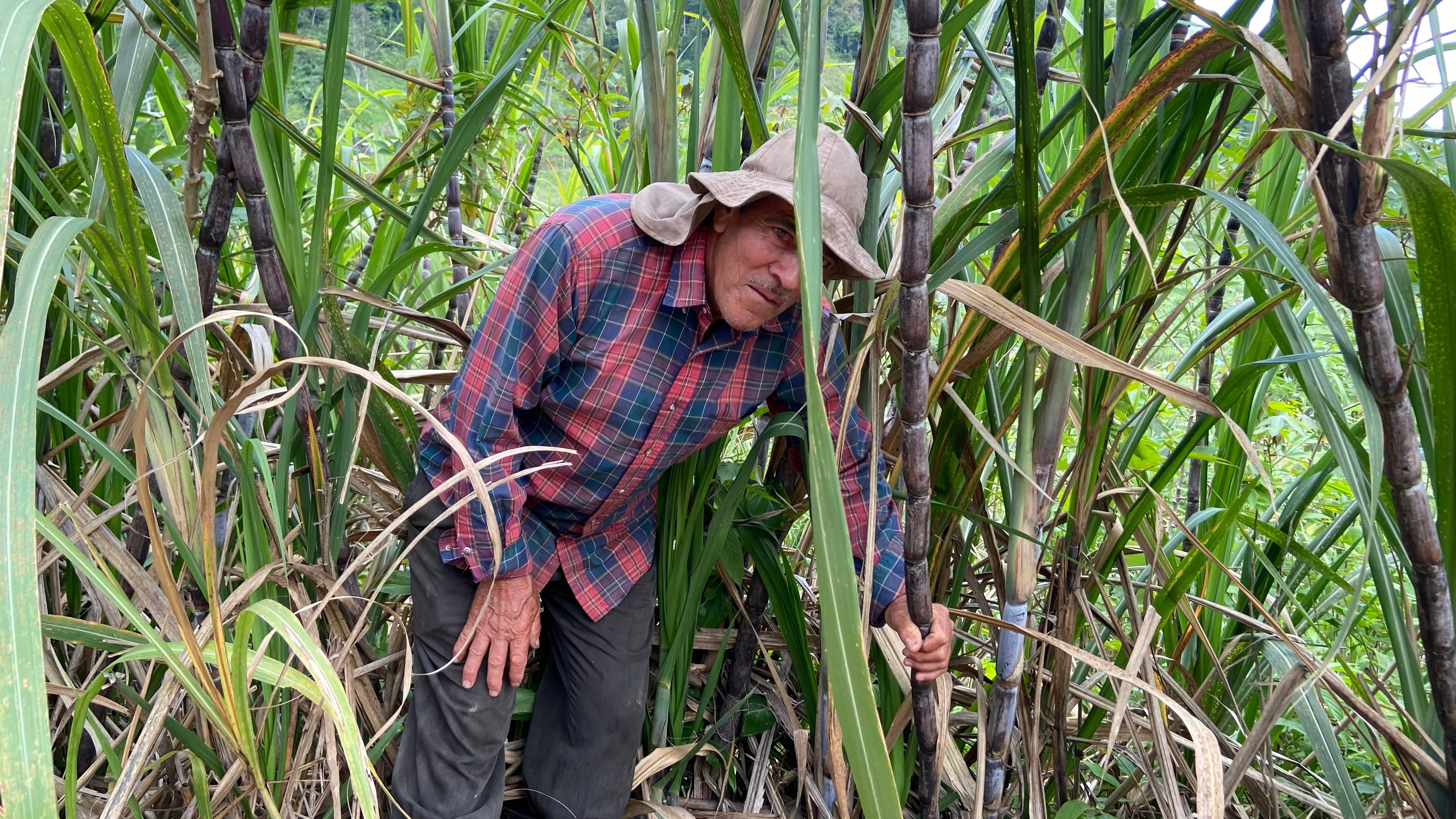 Don Martín Sánchez Montoya siembra caña desde hace 30 años: “Ser agricultor es una bendición que Dios me dio”