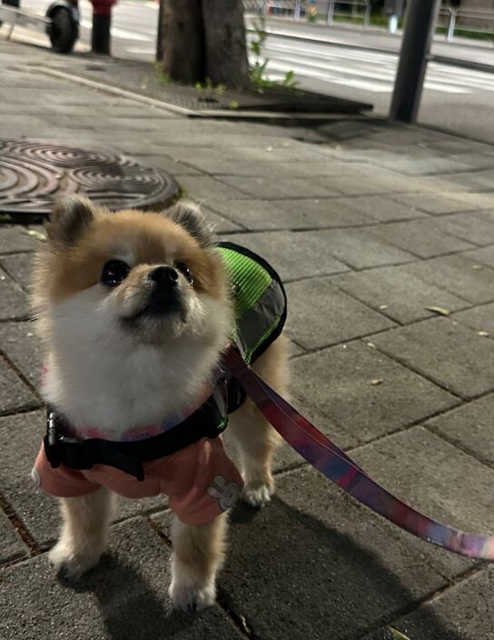 Hodu es un perro valiente, de raza pomerania, y pertenece a una patrulla canina.