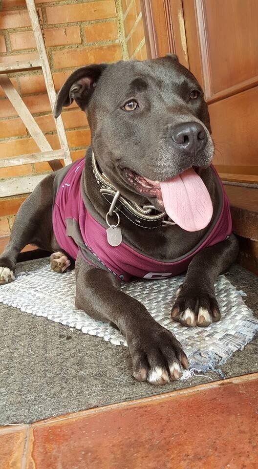 Lazo de amor con su perrita le permite a su dueña comprender la labor de Viva Feria de Mascotas.